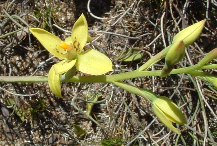 Thelymitra_psammophila - orchidaceae_sun.JPG